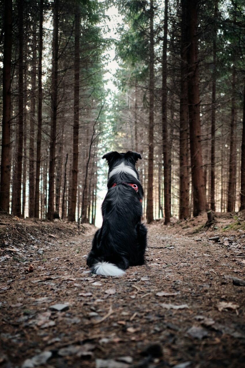 Dog wearing a collar