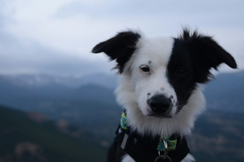 Dog wearing a harness