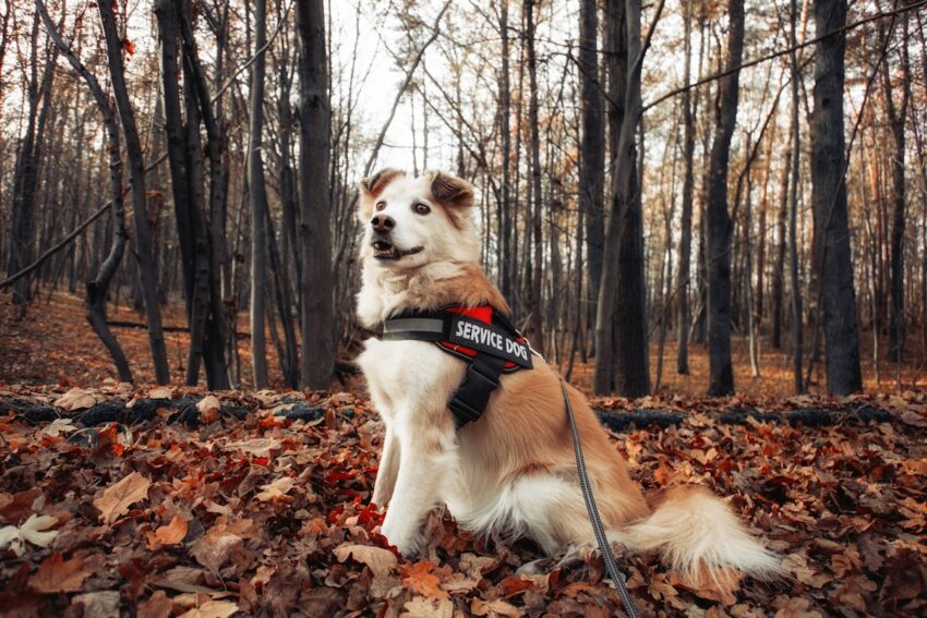 Dog wearing a bandana